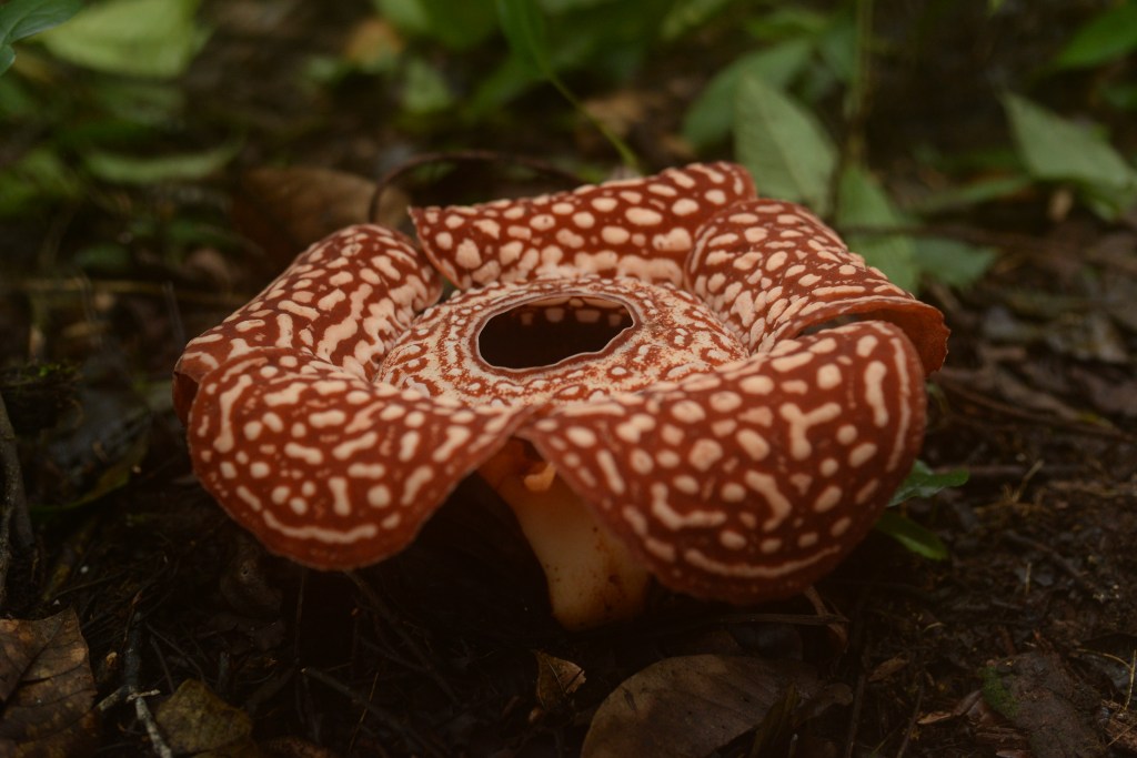 Rafflesia lost borneo